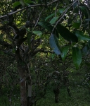 云南普洱古茶树