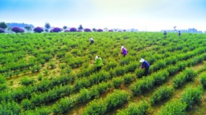 抢采“明前茶”