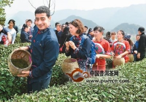 品特色美食采摘清明茶  留学生这样感受中国