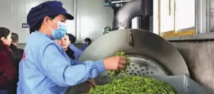 春茶陆续上市，收购价成倍上涨