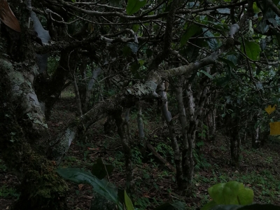 云南:提质增效打造千亿云茶大产业