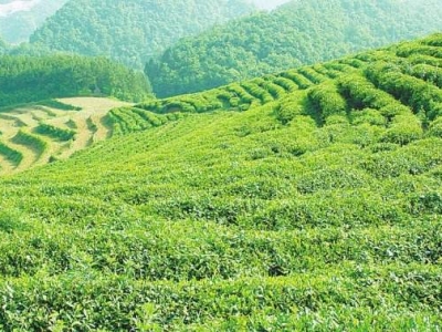 去年宁波口岸茶叶出口量超4700吨