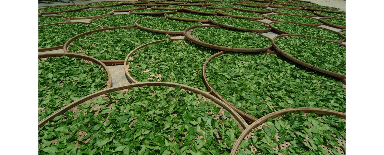 2018云南普洱茶春茶价格全新推出丨值得收藏
